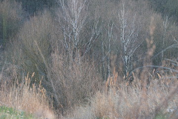 Waldlandschaft mit Birken