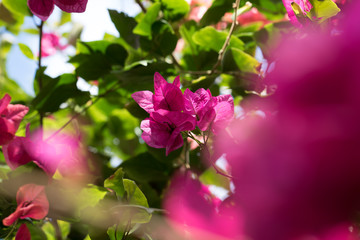 Bougainvillea