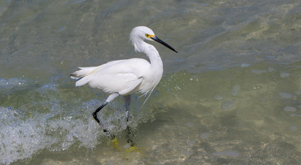 Snowy Egret