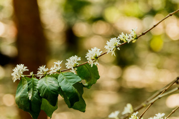 white  coffee flower on coffee tree,