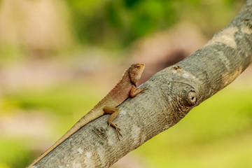 Fototapeta premium brown Chameleon breed of Thailand asia