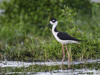 Black-necked Stilt Foraging