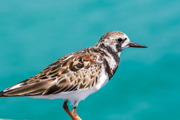 Ruddy Turnstone