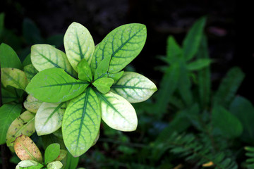 熱帯の植物