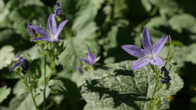 Campanula poscharskyana plant in the garden footage - Close-up of Serbian Bellflower Blue Waterfall bud 