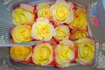 Obraz na płótnie Canvas Yellow rose with pattern 