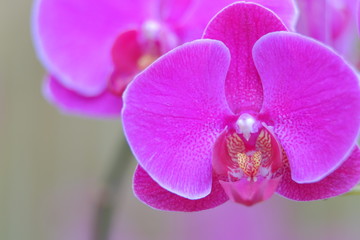 Naklejka na ściany i meble Beautiful purple pink Orchid closeup 