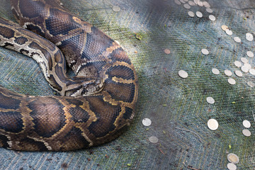 Big boa Snake in cage at the zoo