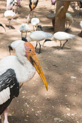 painted stork birds is Standing in big cage at the zoo
