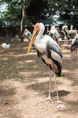 painted stork birds is Standing in big cage at the zoo
