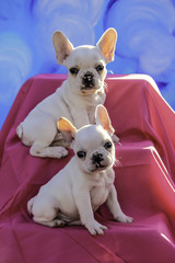 Two Cream Colored French Bulldog Puppies Sitting on a Set of Stairs Covered in a Pink Sheet