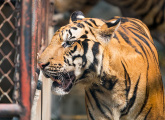 Portrait of tigers in their natural habitat