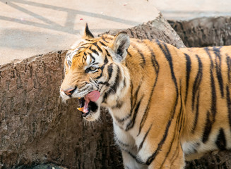 Fototapeta na wymiar Portrait of tigers in their natural habitat