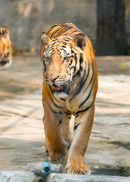 Portrait of tigers in their natural habitat