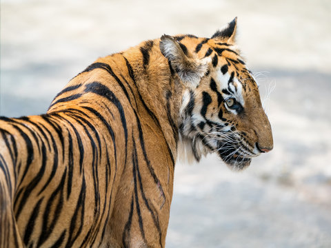 Portrait of tigers in their natural habitat