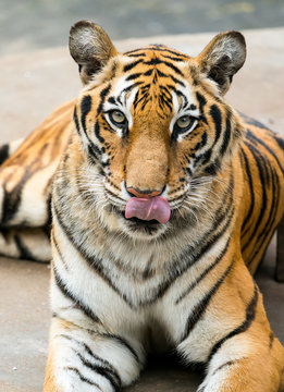 Portrait of tigers in their natural habitat