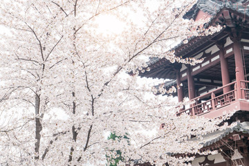 Fototapeta premium Cherry Blossom with traditional chinese roof in qing long temple,xi an,china.