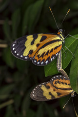 copulating butterflies extreme close up 
