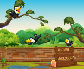 Scene with three hornbill birds in zoo © GraphicsRF