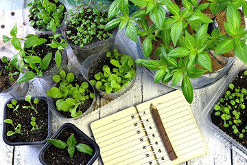 Seedlings of petunia, balsamine, strawberry and pepper with garden diary and pencil on old wooden table, top view. Vintage home garden and planting objects, spring time and agriculture background