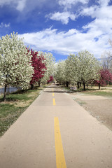 Crabapple flower in full bloom along the bike path
