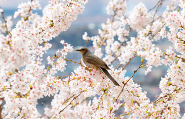 Cherry blossom with bird