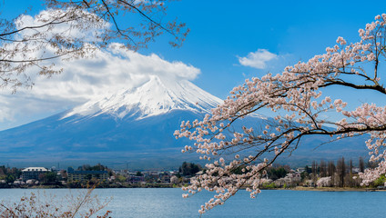 Mount fuji at Lake kawaguchiko with cherry blossom in Japan.