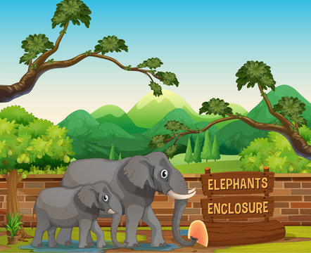 Two elephants in the zoo