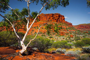 Aussie Outback - obrazy, fototapety, plakaty