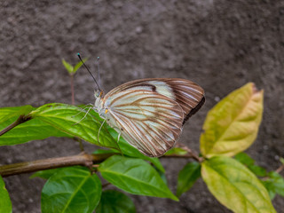 Brown Butterfly