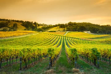 Abwaschbare Fototapete Weingarten Adelaide Hills Vineyard