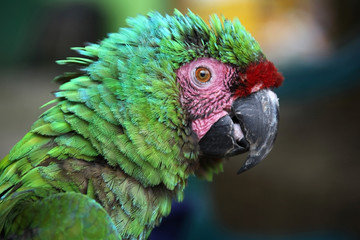 Scruffy green macaw with green blue feathers & pink & red markings on face, Santa Marta, Colombia.