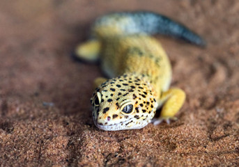 The shape and face of a leopard gecko in a natural atmosphere. - obrazy, fototapety, plakaty