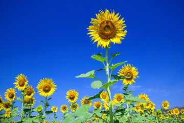 Beautiful sunflowers in the field planted on a blue sky background.