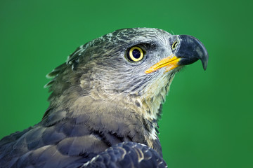 Detailed on the face of the Eagle Crowned (Stepphanoaetus Coronatus).