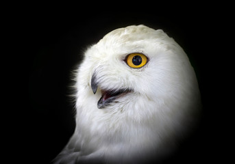 Detailed design on the face of the snowy owl.