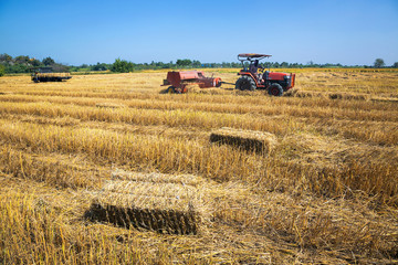 View of rice fields with farmers harvesting.