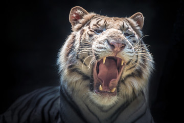 The face of a Siberian white tiger is roaring.