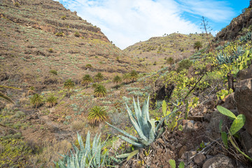 Hike in the Canyon Barranco de Argaga on La Gomera. The ravine is next to the Valle Gran Rey 
