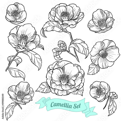 Free Free 55 Camellia Chanel Flower Logo Svg SVG PNG EPS DXF File