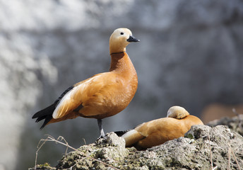 Красная утка.