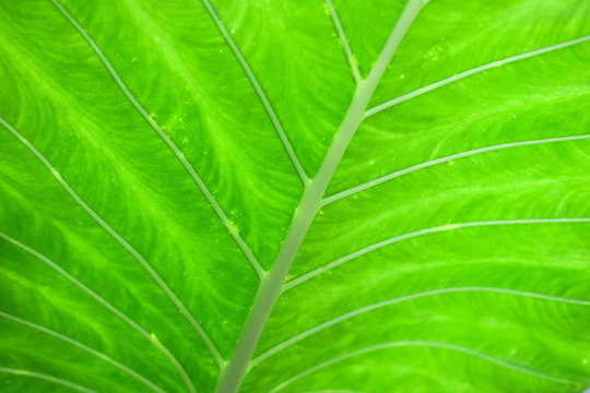 Background of backlight fresh green Leaf with lines texture.