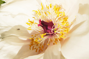 Paeonia suffruticosa white flower close up