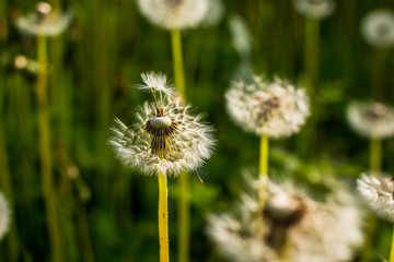 Field of dandelions. Green summer meadow with dandelions at sunset.Selective focus