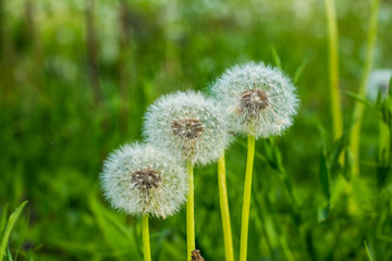 Dandelion field fluffy dandelion Part of a meadow, in the background. Beautiful white dandelion flowers in green grass, in soft morning sunlight.