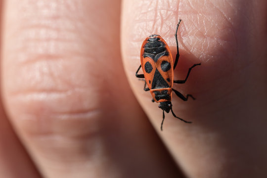 Pyrrhocoris apterus, red wooden bug siting on the finger