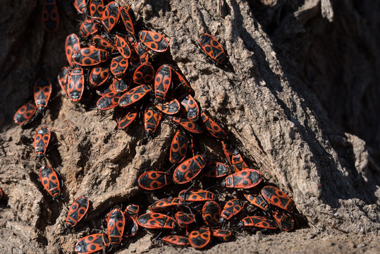 Pyrrhocoris apterus, army of red wooden bugs siting on tree bark in the park
