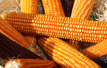 background of ripe yellow corn cobs