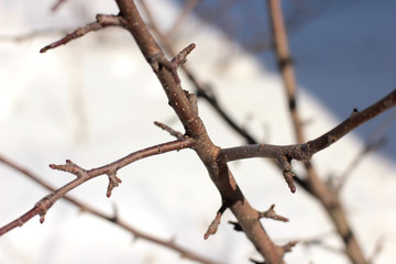 Apple branches on the background of melting snow in early spring