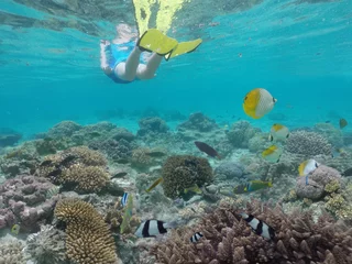 Fototapeten Person snorkelling underwater with coral reef fish in Rarotonga Cook Islands © Rafael Ben-Ari